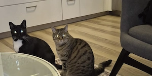 2 Kater abzugeben