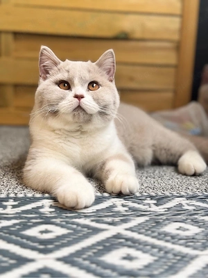 BKH Kitten mit Stammbaum