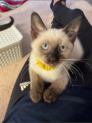 Siam kitten!noch eine Mädchen!