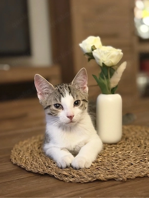 Junge Katzen 2 Stück weiblich suchen ein schönes Zuhause 
