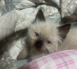 zwei weibchen kitten suchne deren liebevolles zuhause 
