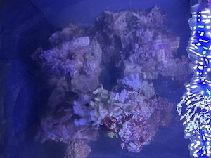 Carib Sea oder Reel Reef Rocks