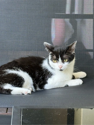 EKH Katze abzugeben 