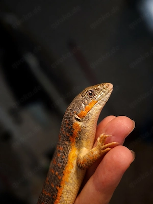 ich suche  Berberskink Schneiders Skink 