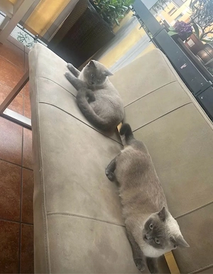 BKH Kitten *Blue Point* britisch Kurzhaar Schmusekatze