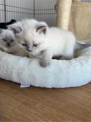 BKH Britisch Kurzhaar *Blue Point Kitten*