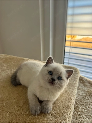 Britisch Kurzhaar *Blue Point Kitten*