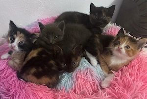 5 zuckersüsse Kitten 