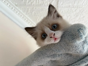 Ragdoll Kitten suchen ein Zuhause