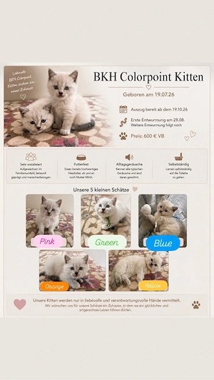    5 wunderschöne BKH Colourpoint Kitten suchen ihr Zuhause   