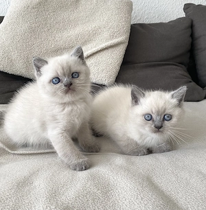 Britisch Kurzhaar Kater BKH Blue Point Maui und Mochi Kitten