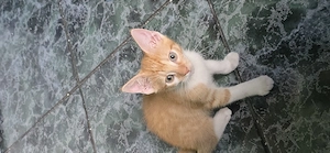 3 kleine Hauskater suchen neuen Dosenöffner 
