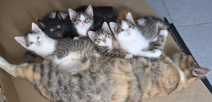 5 kleine bunte Katzenbabys