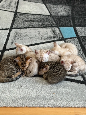 Bengal Kitten