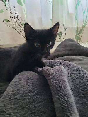 kater 12 wochen