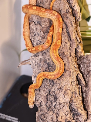 Kornnatter Nachzuchten 3.0 Hypo sunkissed Tessera Motley 