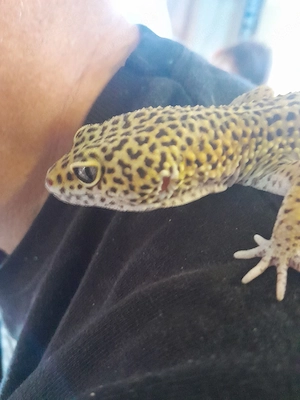 Leopardgecko Kerlchen 