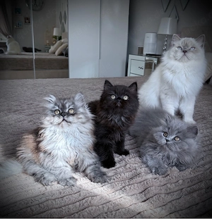 Zauberhafte BKH BLH Kitten 