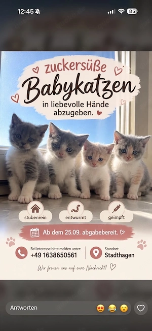 einzigartige kitten 