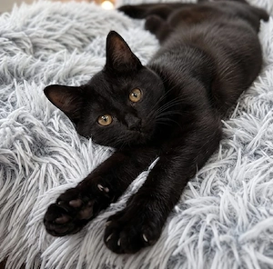 Zuckersüßes BKH-Siam-Mix Mädchen sucht Kuschelplatz! 