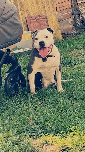 American Bully Welpen