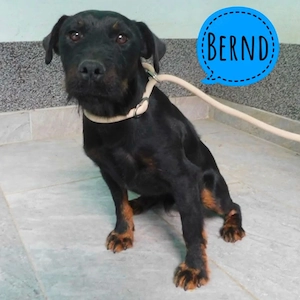 Bernd, junger Deutscher Jagdterrier sucht dringend ein Zuhause