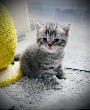 Zauberhafte BKH BLH Kitten 