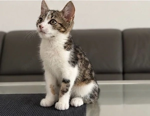 Junger Kater in liebevolle Hände abzugeben 
