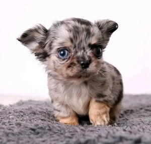 Bezaubernde Chihuahuawelpe
