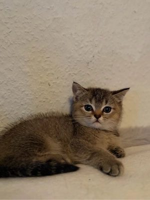 Bkh kitten 