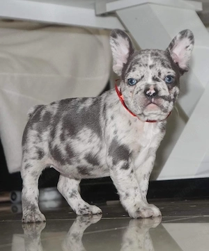 Adoptiere Einen Französischen Bulldoggenwelpen