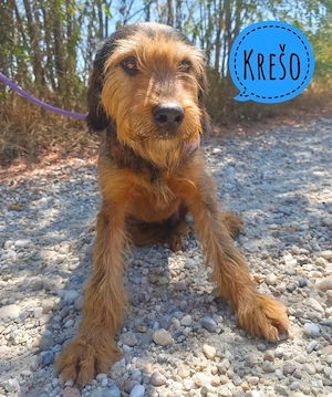 Kreso, wunderhübscher, lieber, braver und fröhlicher Mischling, Barak Bracke Terrier