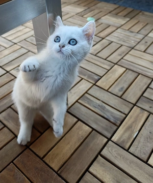BKH Wunderschöne reinrassige  Kitten mit blauen Augen 