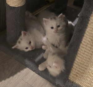 Weiße Maine Coon Kitten