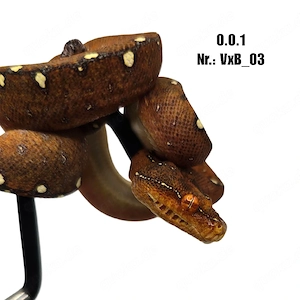 0.0.1 Morelia viridis ENZ 09 25 HYBL mix Grüner Baumpython