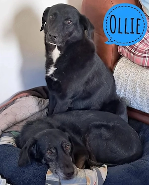 Ollie, Labrador Mix, bereits auf PS in Deutschland