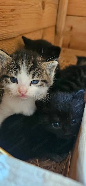 Kätzche Kitten zu verkaufen