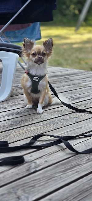 Liebevolle Chihuahua-Hündin sucht ruhiges Zuhause 
