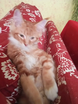 Maine Coon Babys