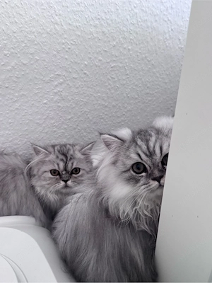 katzen baby