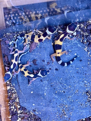 Leopardgecko Nachzucht