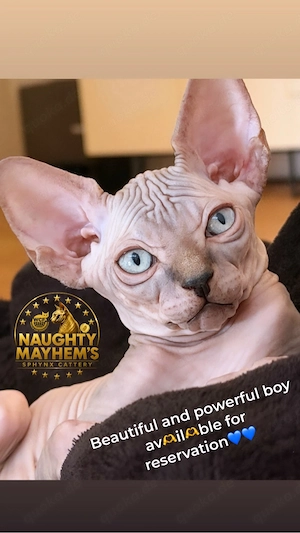 Canadian Sphynx Junge mit WCF pedigre