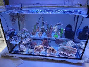 Meerwasser Korallen Ableger Meerwasseraquarium Beckenauflösung 