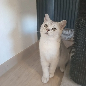 BKH Kater(er ist hübsch und verspielt)