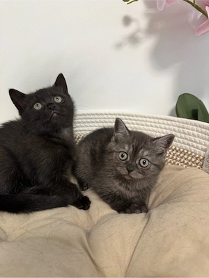 BKH  Kitten 