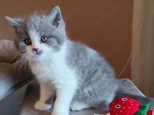 Zauberhafte Britisch Kurzhaar Kitten