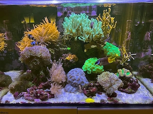 Meerwasser Aquarium Auflösung