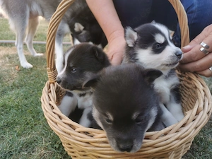 Zwei süße Pomsky Welpen abzugeben