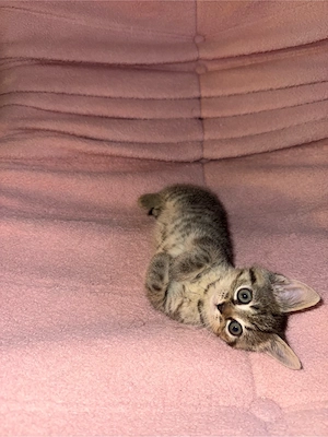 Kufi   kleine Schmusekatze sucht ihr Für-immer-Zuhause 