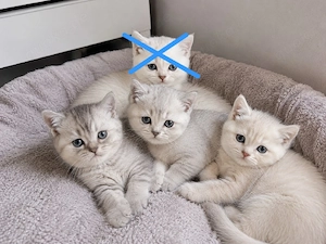    Süße BKH-Kitten   ab sofort abholbereit 